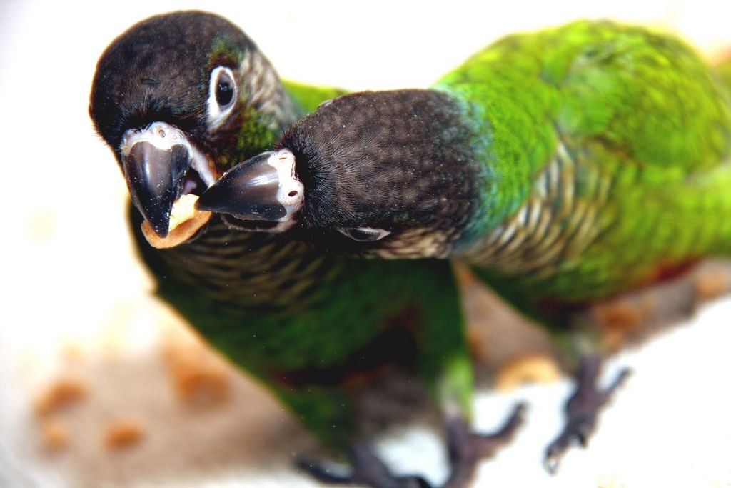 Les Conures à joues vertes (Pyrrhura molinae) vivent-elles mieux à deux ?