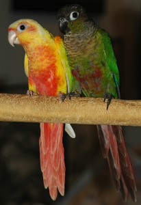 Les Conures à joues vertes (Pyrrhura molinae) vivent-elles mieux à deux ?