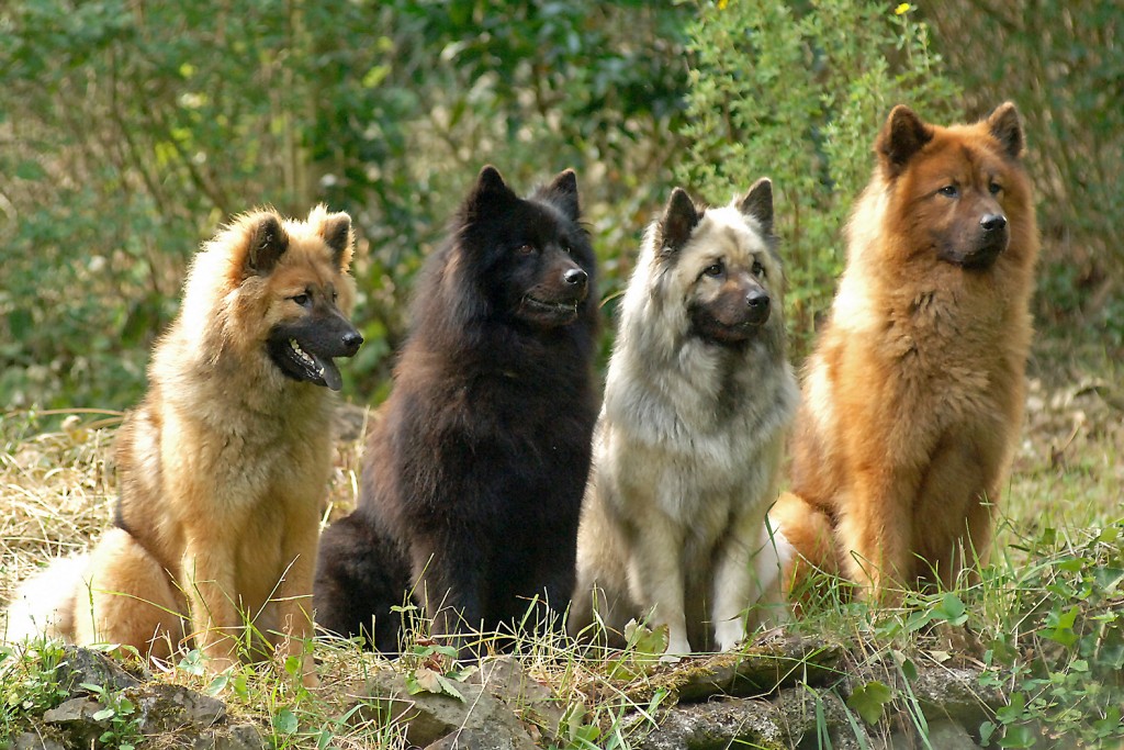 L'Eurasier, un chien qui nous en fait voir de toutes les couleurs