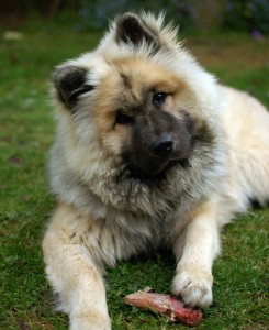 L'Eurasier, un chien qui nous en fait voir de toutes les couleurs