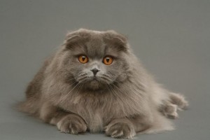 Le Highland Fold, un Scottish Fold à poils longs