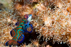 Le Poisson mandarin splendide, poisson cachemire ou dragonnet (Synchiropus splendidus)