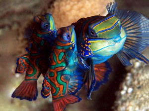 Le Poisson mandarin splendide, poisson cachemire ou dragonnet (Synchiropus splendidus)