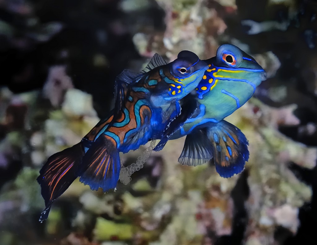 Le Poisson mandarin splendide, poisson cachemire ou dragonnet (Synchiropus splendidus)