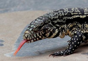 Le Tégu noir et blanc, ou Tégu géant d’Argentine (Tupinambis merianae)