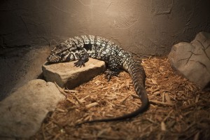 Le Tégu noir et blanc, ou Tégu géant d’Argentine (Tupinambis merianae)