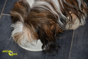 Alimentation : croquettes Eukanuba Adult moyennes races, poulet pour chien (test, avis prix)