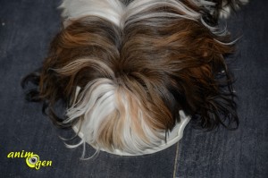 Alimentation : croquettes Eukanuba Adult moyennes races, poulet pour chien (test, avis prix)