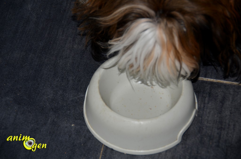 Alimentation : croquettes Eukanuba Adult moyennes races, poulet pour chien (test, avis prix)