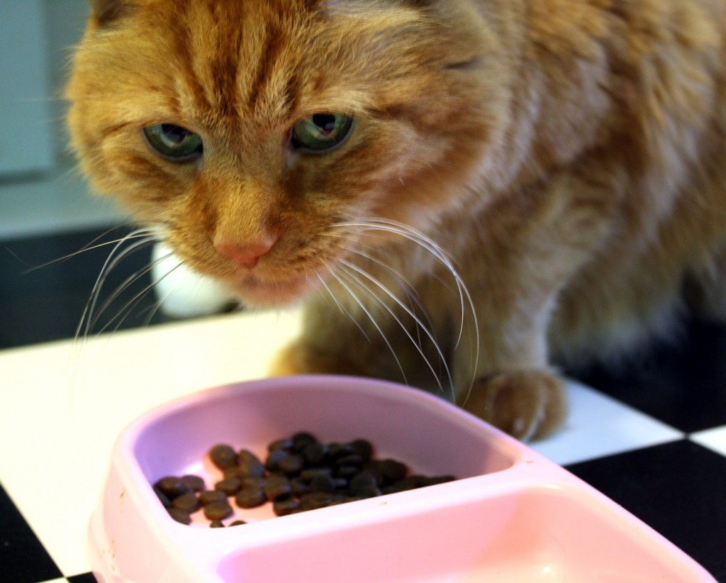 Alimentation : les chats sont-ils difficiles ? Pourquoi ?