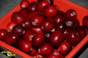 La canneberge, ou cranberry (vaccinum macrocarpon), une baie américaine qui ravit nos perroquets