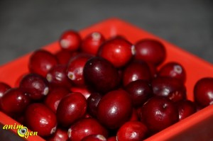 La canneberge, ou cranberry (vaccinum macrocarpon), une baie américaine qui ravit nos perroquets