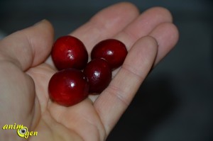 La canneberge, ou cranberry (vaccinum macrocarpon), une baie américaine qui ravit nos perroquets