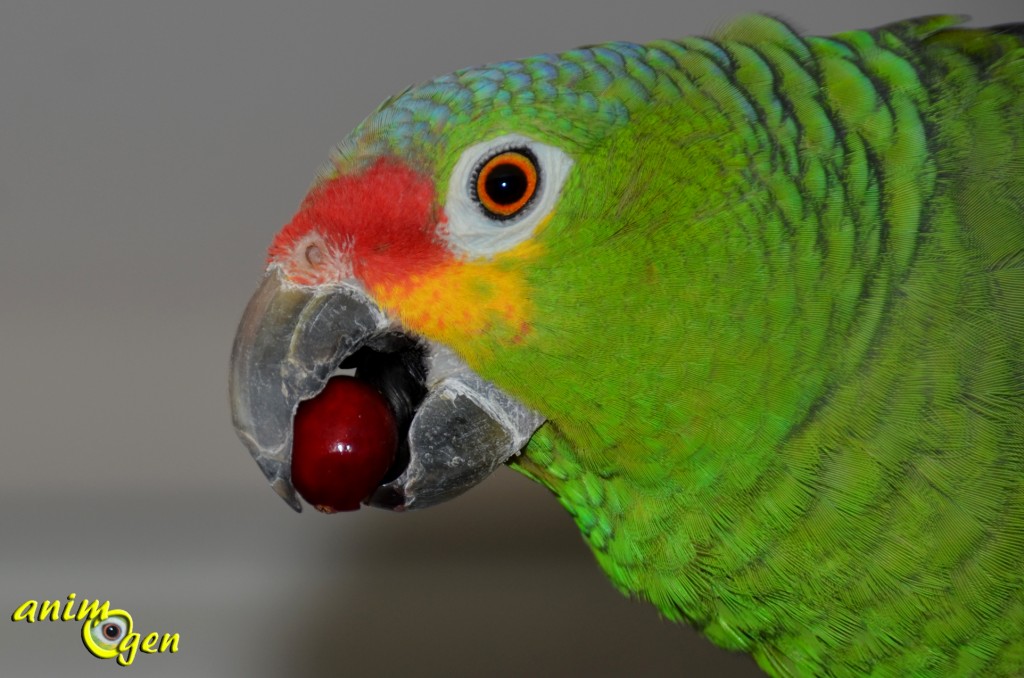 La canneberge, ou cranberry (vaccinum macrocarpon), une baie américaine qui ravit nos perroquets