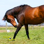 Santé : les allergies chez les chevaux (causes, symptômes, traitements, limites)