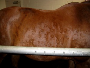 Santé : les allergies chez les chevaux (causes, symptômes, traitements, limites)