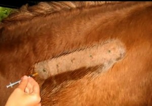 Santé : les allergies chez les chevaux (causes, symptômes, traitements, limites)
