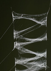 Le point zig-zag une astuce de couturière chez les araignées (stabilimentum)