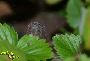 Le point zig-zag une astuce de couturière chez les araignées (stabilimentum)