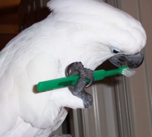 Le Cacatoès à huppe blanche, ou Cacatua alba (caractère, maintenance, reproduction)