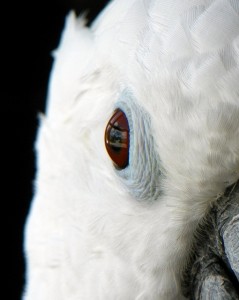 Le Cacatoès à huppe blanche, ou Cacatua alba (caractère, maintenance, reproduction)