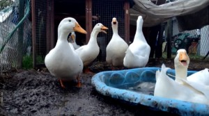 Vivre avec des canards est-il bon pour la santé ?