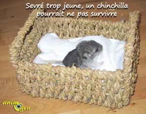 Les règles à respecter pour choisir un chinchilla