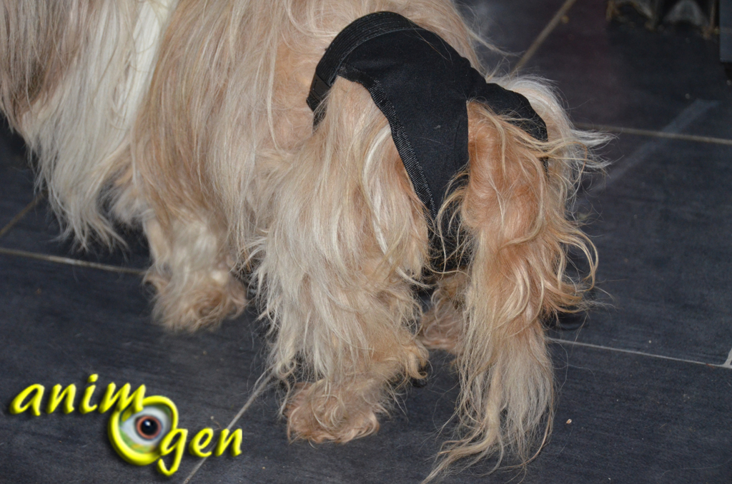 TRIXIE 23431 Slip De Protection Comfort, Tissu Respirant