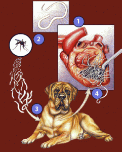 Dirofilariose et ver du cœur chez le chien (causes, symptômes, traitement)