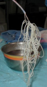 Dirofilariose et ver du cœur chez le chien (causes, symptômes, traitement)