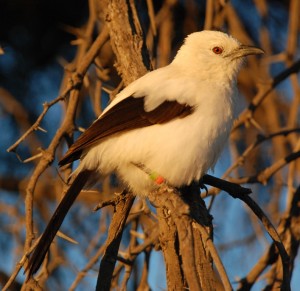 La malice du drongo brillant