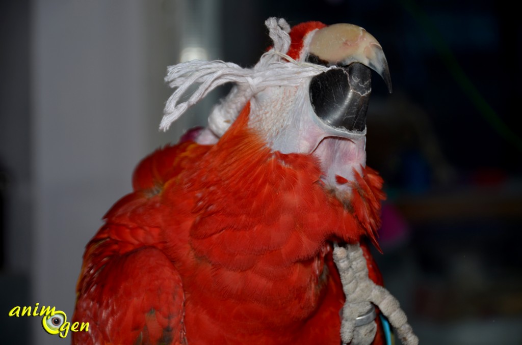 Comportement : pourquoi nos perroquets se frottent-ils la tête ou le corps avec leurs jouets ?