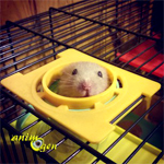 Comportement : stress et anxiété chez le hamster (causes, symptômes, solutions)