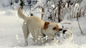 Santé : les risques liés à la neige et au froid pour nos chats et chiens