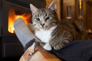 Santé : les risques liés à la neige et au froid pour nos chats et chiens