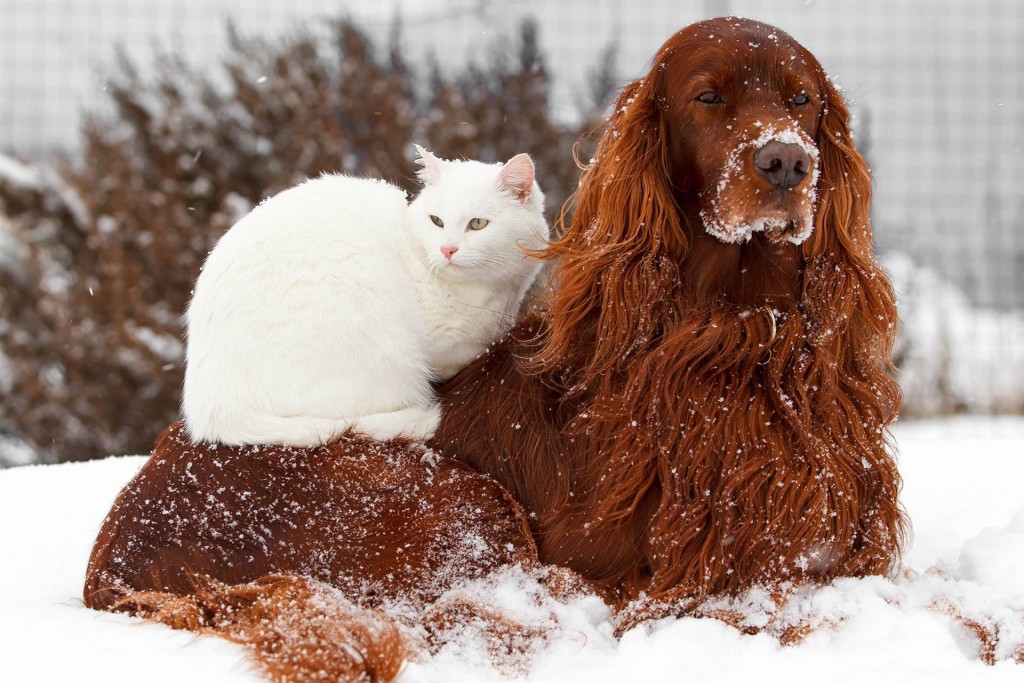 Santé : les risques liés à la neige et au froid pour nos chats et chiens