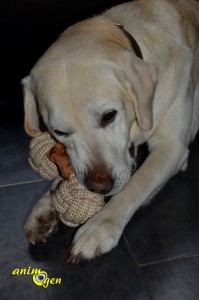 Jouet pour chien : os Zoolove (test, avis, prix)
