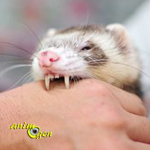 comment apprendre a un furet a ne pas mordre