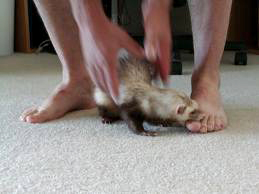 comment apprendre a un furet a ne pas mordre