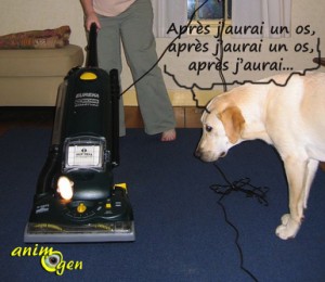 Education et comportement : l'influence des friandises, caresses et autres gratifications sur la peur chez le chien