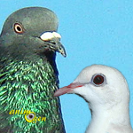 Pigeons et colombes : y-a-t-il des différences ?