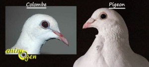 Pigeons et colombes : y-a-t-il des différences ?