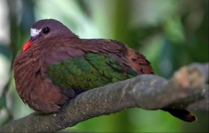 Pigeons et colombes : y-a-t-il des différences ?