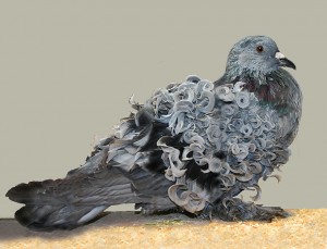 Pigeons et colombes : y-a-t-il des différences ?
