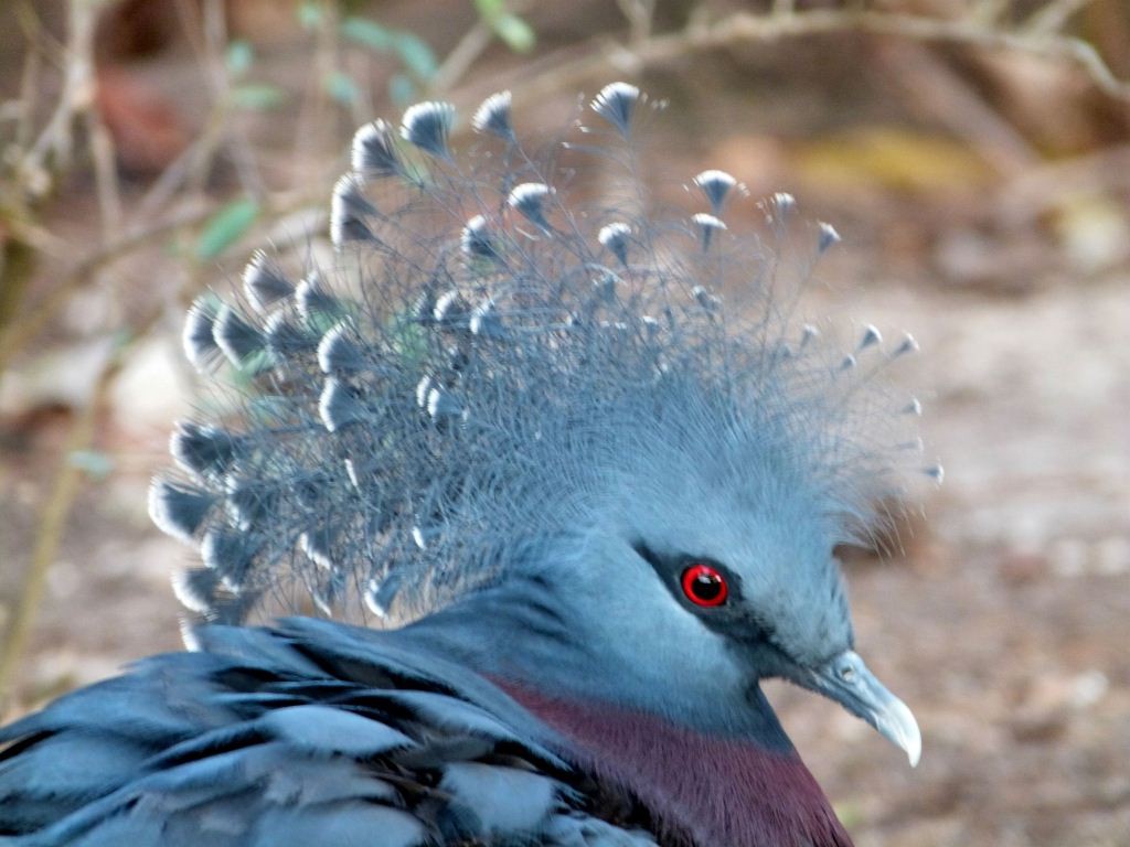Pigeons et colombes : y-a-t-il des différences ?