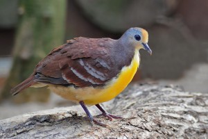 Pigeons et colombes : y-a-t-il des différences ?