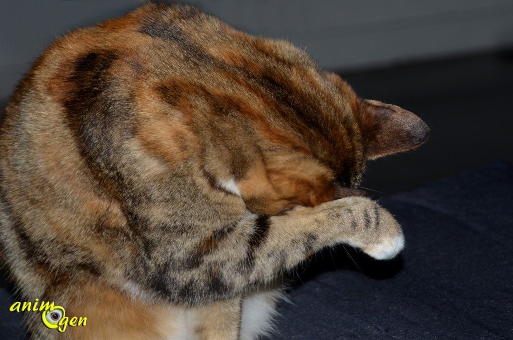 Peut-on se fier à nos chats pour connaître le temps qu'il fera demain ?