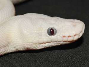 Phase du python royal (python Regius) : Blue Eyed Leucistic, la beauté du diable