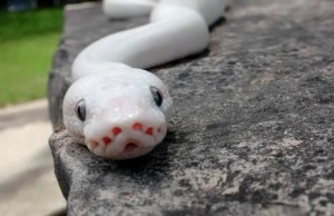 Phase du python royal (python Regius) : Blue Eyed Leucistic, la beauté du diable