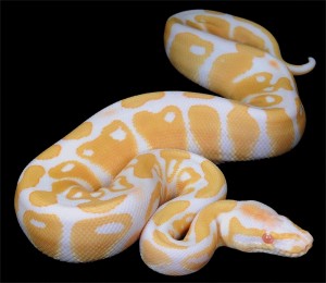 Le python royal, ou Python regius (alimentation, maintenance, reproduction)